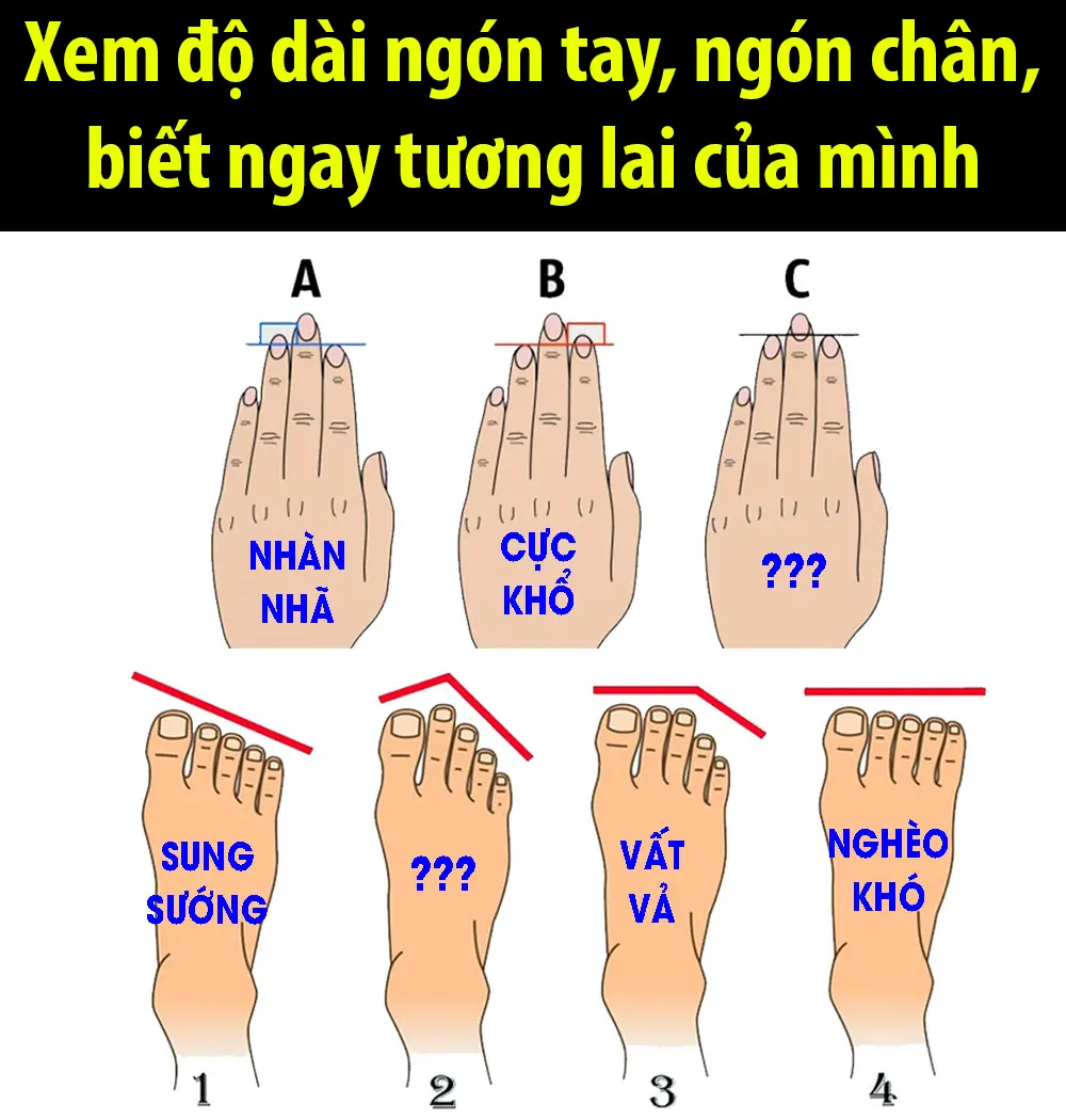 Xem Độ Dài Ngón Tay, Ngón Chân – Dự Đoán Tương Lai?