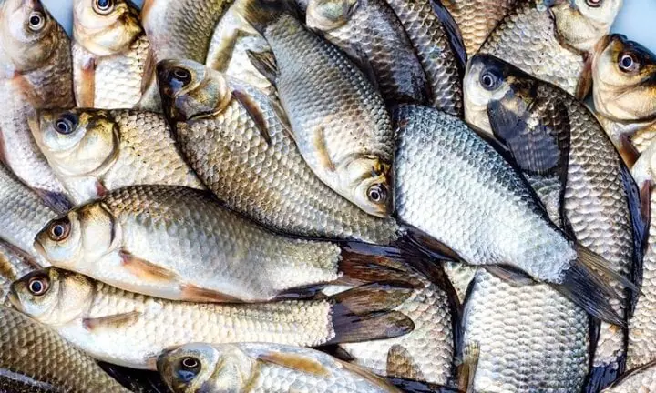 Vì sao người xưa nói 'lợn không mua thịt cổ, cá không mua cá diếc'?