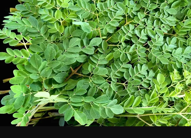 Loại rau phá hủy hơn 90% tế bào u;ng t;h;ư trong vòng 48h mà người Việt cứ ngỡ là rau dại mọc đầy đường