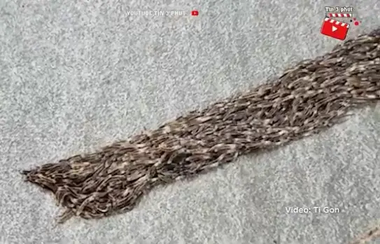 Video: Phát hiện vệt đen di chuyển trên sân, người phụ nữ lại gần kiểm tra liền nổi da gà
