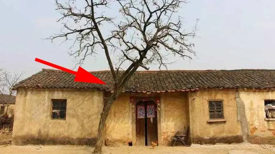 5 loại cây Âm Khí Cao Phá Tài: Trồng trước nhà nào nhà đó nghèo khổ, túng thiếu, đó là cây gì?