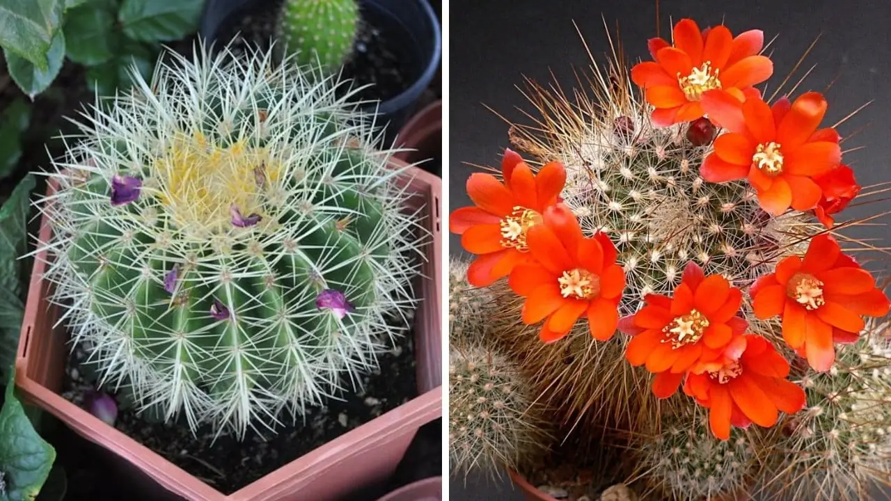 Hoa âm mọc ở nhà dương, 10 nhà thì 9 nhà nghèo túng, đó là hoa gì?