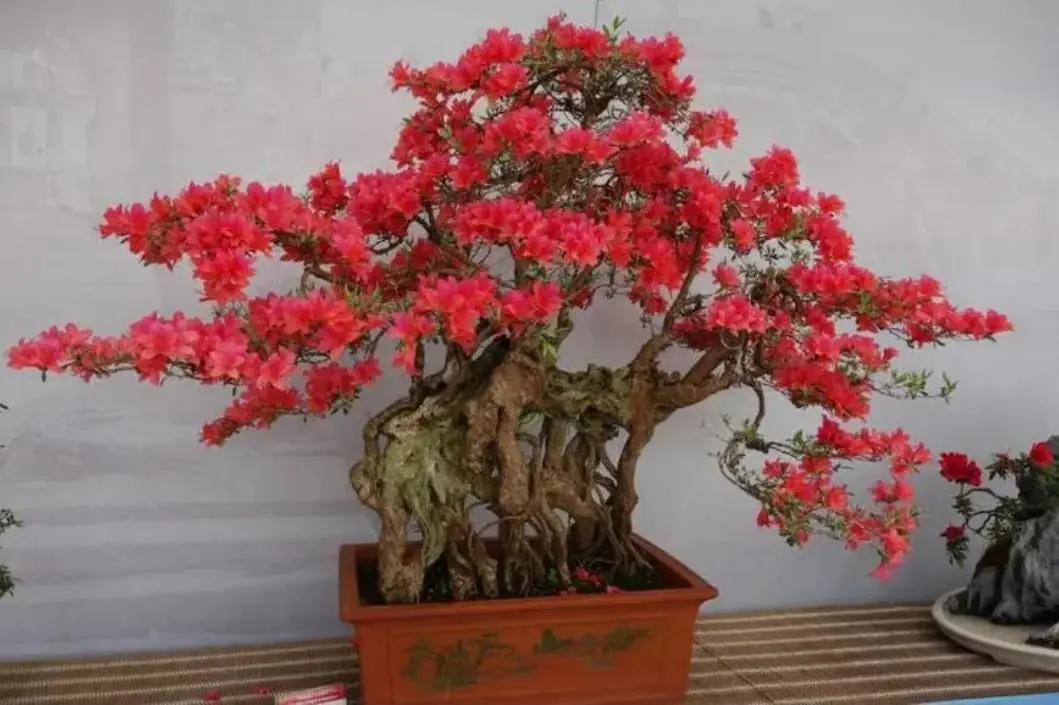 Âm thịnh dương suy: Trong nhà trồng 4 cây này, vận may - tài lộc tụt dốc không phanh
