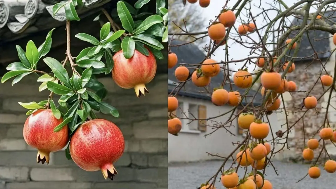 Vì sao người xưa nói “phía Đông trồng lựu là vàng, phía Tây trồng hồng là bạc”? Ngày nay thì sao?