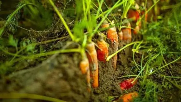 Cảnh báo: Loại củ chứa nhiều vi nhựa nhất, người Việt ăn hằng ngày mà không hay biết