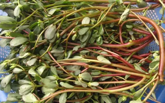 Loại rau mọc dại nhưng được ví như “rau trường thọ”: Giàu omega-3 hiếm thấy, bổ t:im m:ạch, giá rẻ, dễ nấu