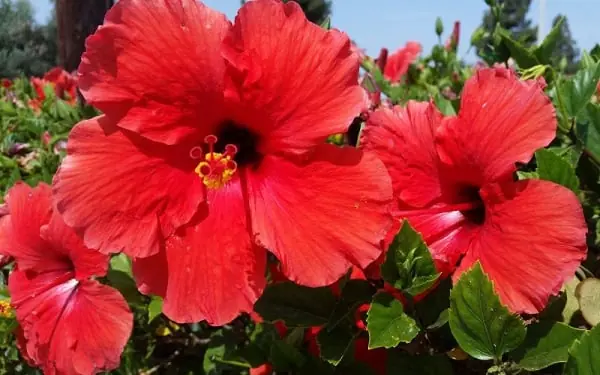 Hoa âm mọc ở nhà dương, 10 nhà thì 9 nhà nghèo túng