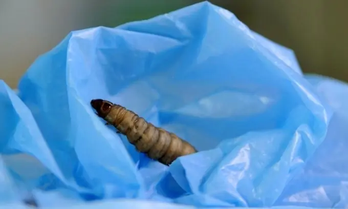 Loại 🐛 giúp giải quyết ô nhiễm rác thải nhựa