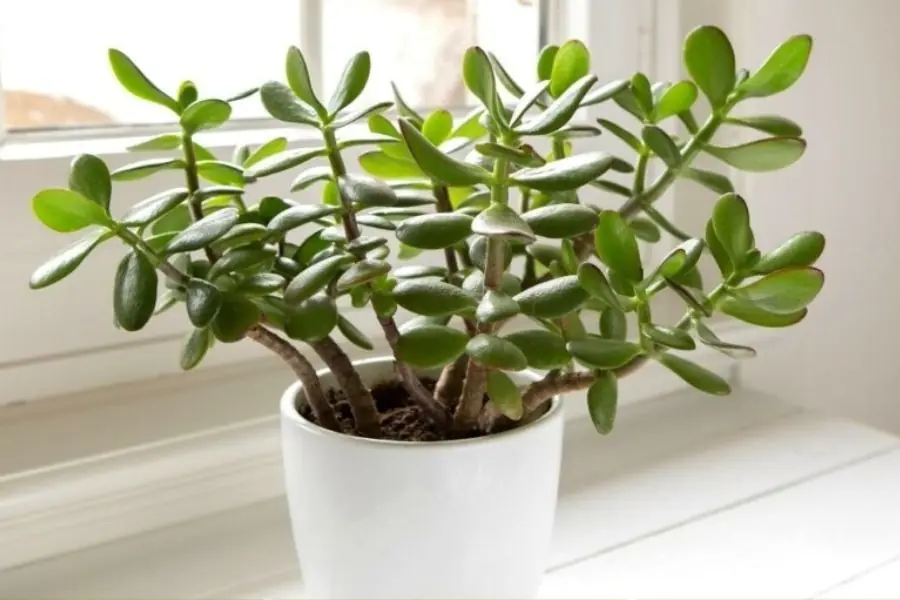 Không phải lưỡi hổ hay kim tiền, đây mới là cây “bảo vệ cửa ngõ”, xua tà giữ lộc, trồng 1 chậu như sở hữu 5 két vàng