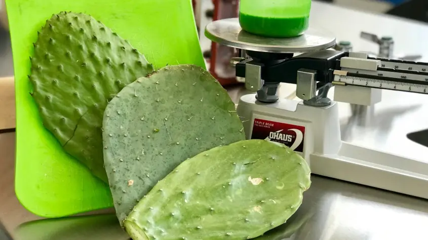 Nhà khoa học Mexico tạo ra nhựa ph:ân h:ủy sinh học có thể ăn được từ nước ép xương rồng lê gai
