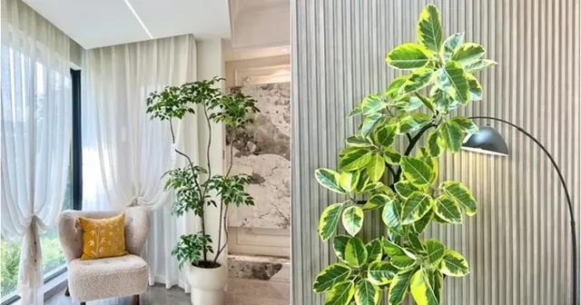 Đặt 1 trong 6 cây phong thủy này trong phòng khách: 9/10 gia đình đều giàu có