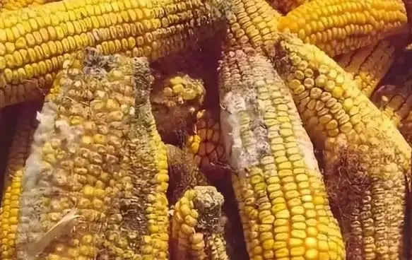 Phát hiện 'chất gây UT cấp độ 1', WHO kêu gọi: Ngừng ăn và khuyên cha mẹ kiểm soát