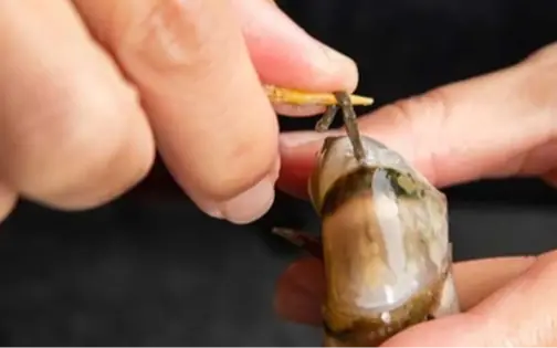 Điều gì xảy ra với cơ thể nếu ăn đường chỉ đen trên lưng tôm?