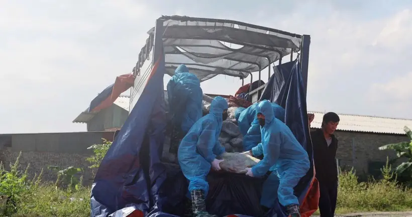 Rùng mình 38 tấn thịt lợn nhiễm dịch tả sắp tung ra thị trường: Hé lộ đối tượng "chủ mưu"