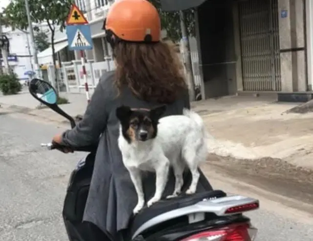 Đi xe máy chở theo chó, mèo có thể bị ph:ạt đến 14 triệu đồng
