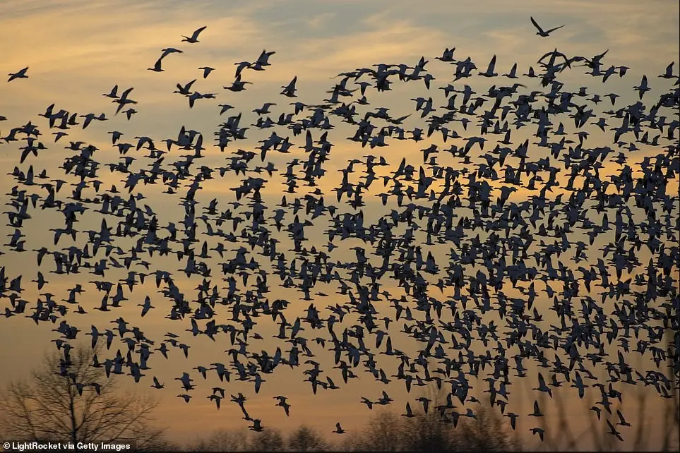 Hàng triệu con chim có hành vi lạ trên bầu trời, nhà khoa học cảnh báo: Dấu hiệu chẳng lành cho nhân loại
