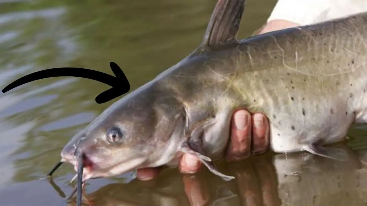 5 loại cá “ngậm” đầy thuỷ ngân, đi chợ thấy rẻ cũng đừng có ham