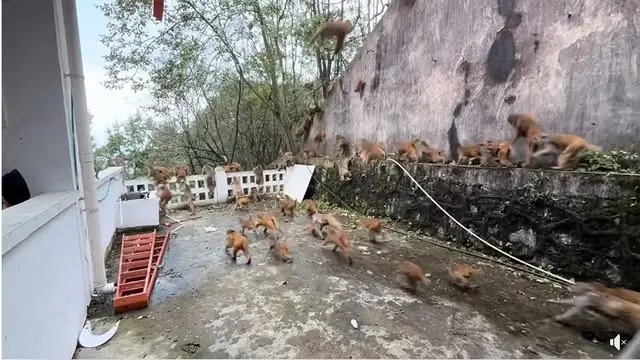 Hàng trăm con khỉ bất ngờ lao xuống núi với tốc độ chóng mặt: Hiện tượng lạ khiến người dân hoang mang