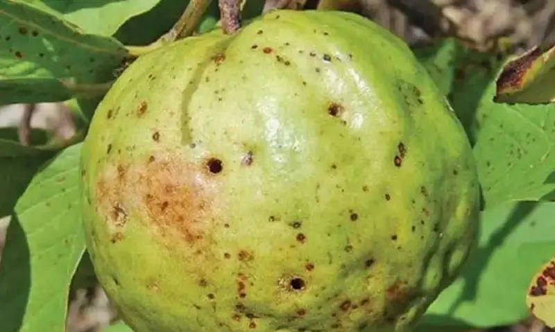 Đi chợ thấy 5 loại quả thì rẻ mấy cũng KHÔNG mua, người bán còn chẳng dám ăn