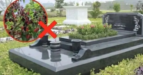Ông bà dặn: 3 cây CHỚ trồng trước m:ộ, 4 thứ KHÔNG để trên giuong - Giờ nghe lời, sau đỡ hối hận